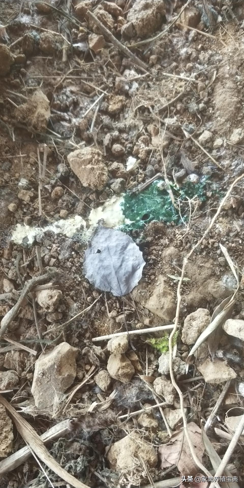 鸡的温和型流感的治疗方案,鸡得了温和型流感怎么办