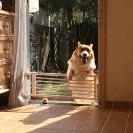 柯基幼犬第一天到家注意什么,饲养柯基6大禁忌你做过几个