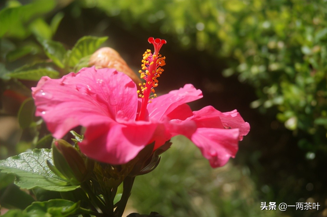 鲁西南方言牛和狗,鲁西南和鲁南方言