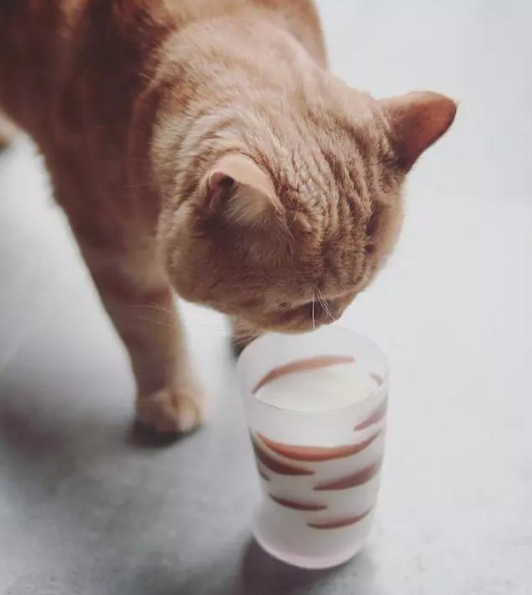 最值得买的猫爪杯,抢购猫爪杯其实可以优雅些