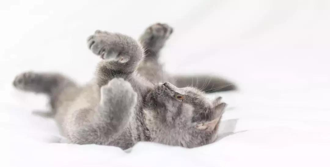 宠物市场买狗注意事项,寄养宠物注意事项