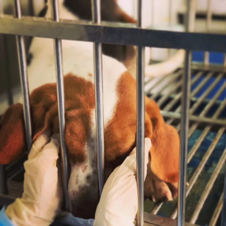 女子花25万元成功克隆宠物狗,女子花38万克隆去世的狗