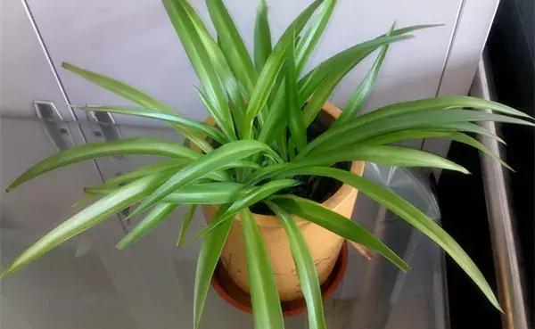 冬季茶花黄叶掉叶子的补救方法,冬季麒麟掌黄叶落叶什么原因