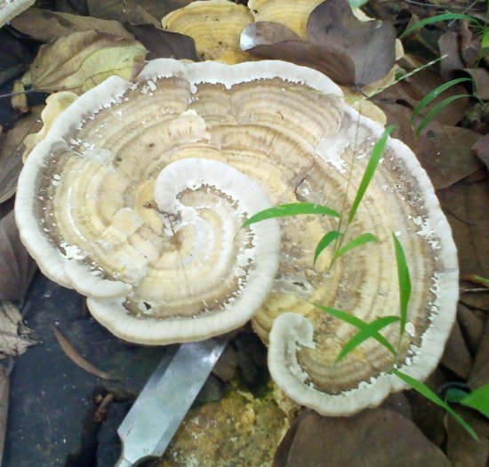 灵芝苦的能煲汤吗,灵芝好苦怎么喝