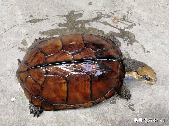 金钱龟现在市场行情,石金钱龟未来行情