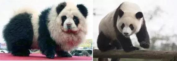 这些假洋品牌赚了你多少钱,50个假洋牌你被忽悠了多久