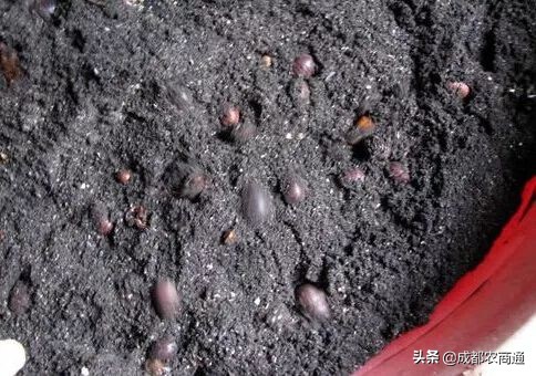 土元养殖的骗局,土元养殖场建造