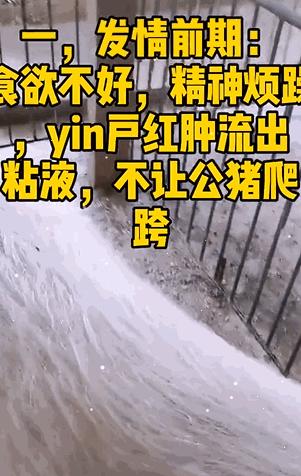 给母猪保健用什么中药最好,给母猪做产后护理