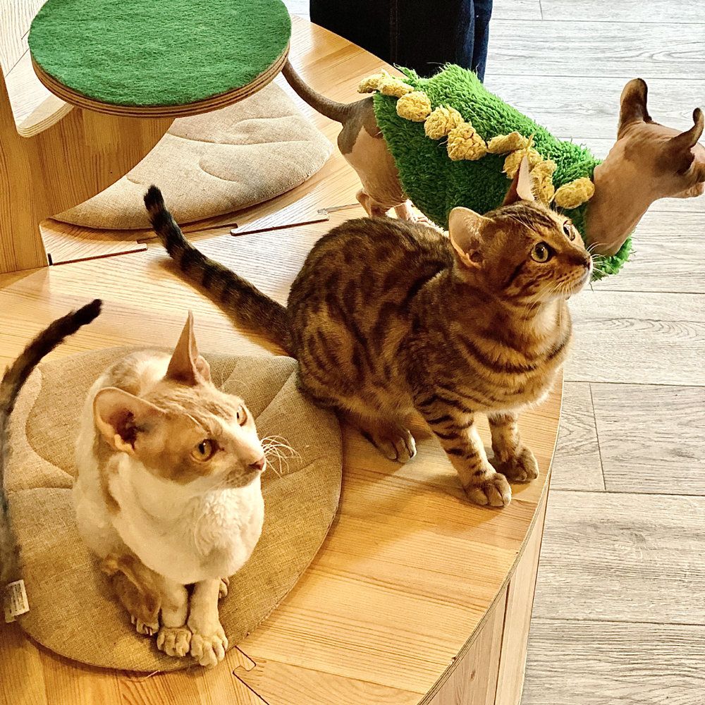 撸动物的网红店顺德,撸小动物的网红店北京世纪金源