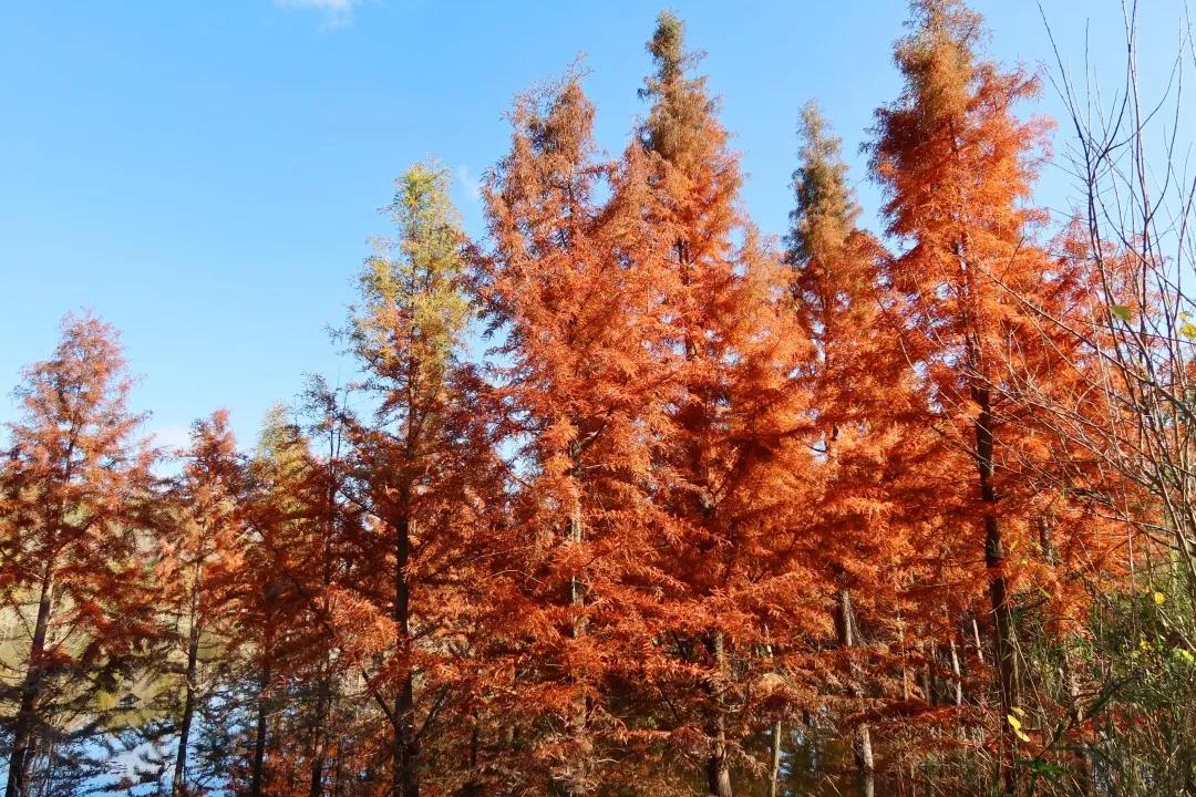 昆明甸尾村的水杉真的太美了,昆明甸尾水杉林网红打卡地