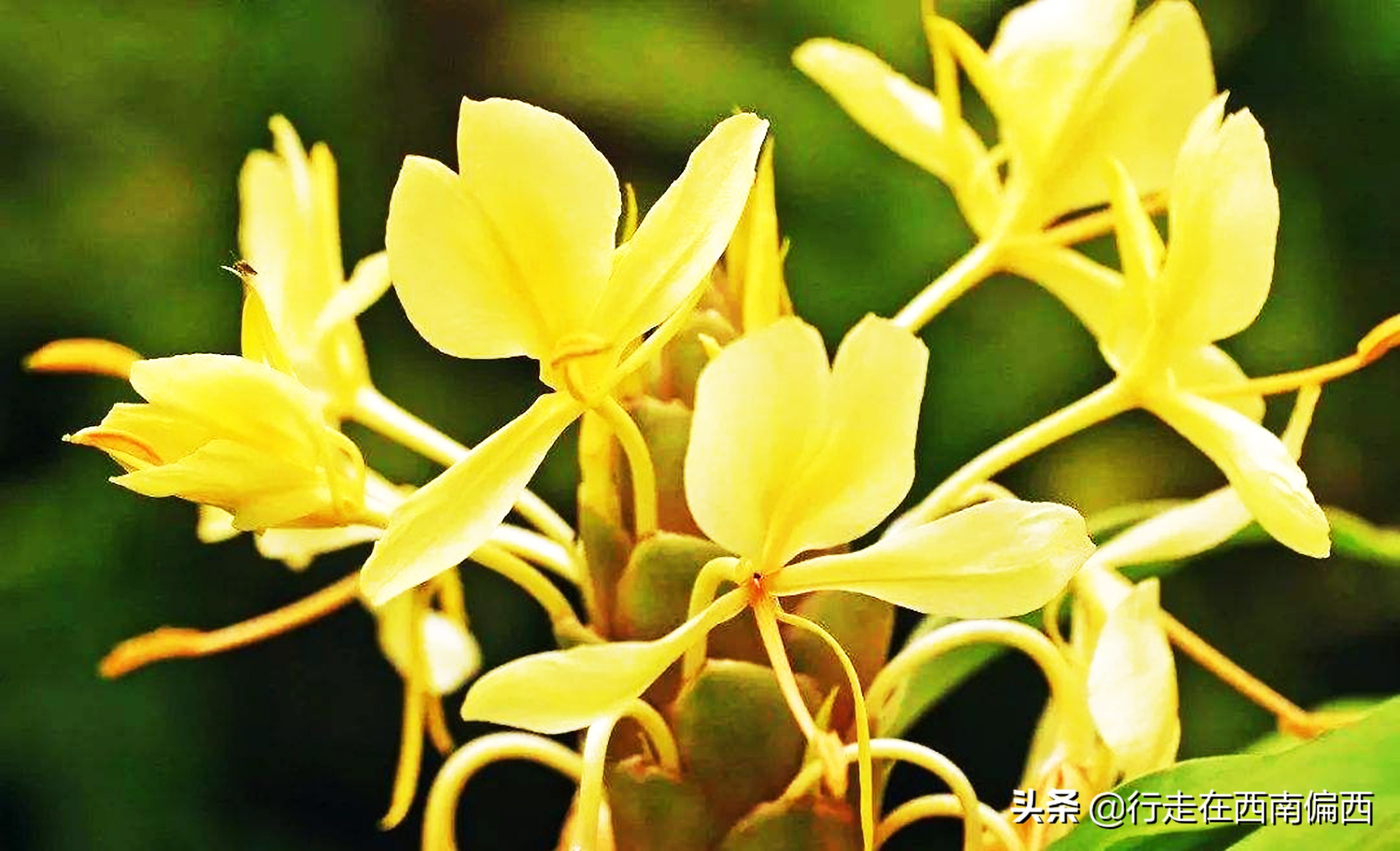 西双版纳五树六花景点,西双版纳都有哪些开花的树