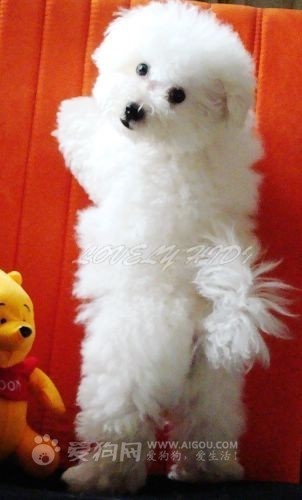 这几种高颜值狗狗你认识哪些,盘点最靠谱的狗狗看看你知道几种