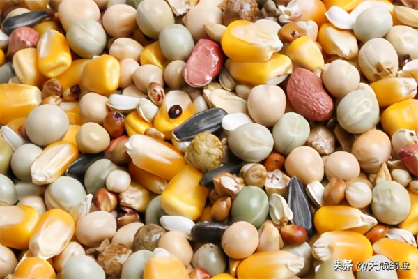 养鸽新手和养鸽高手的区别,新手养鸽子必看方法