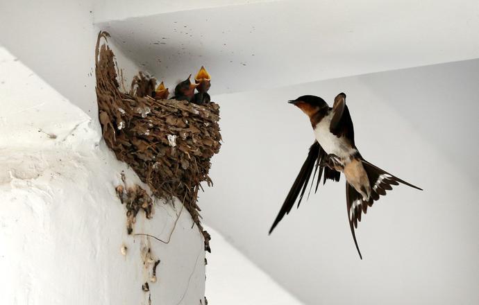 燕窝真的一点用都没有吗,燕窝到底有没有用
