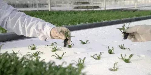 京东在全国多地建京东农场,京东农场最新建设