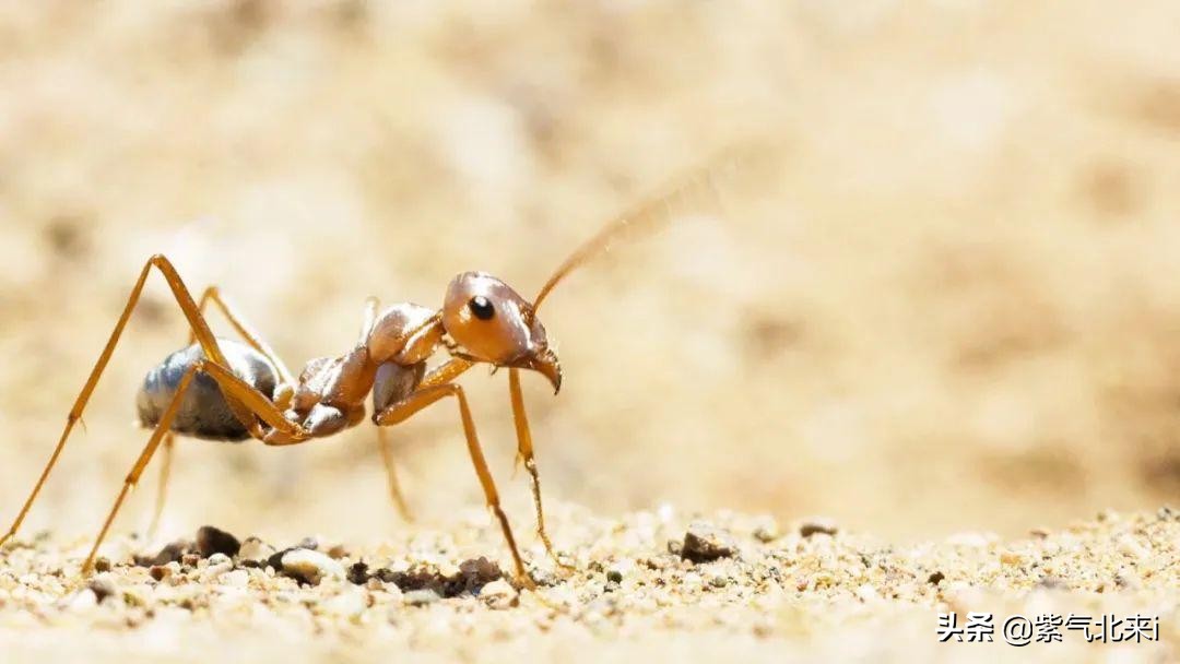 苍蝇看你像慢动作*放播**以及9种不可思议的动物