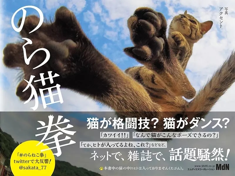 会打拳的猫叫什么,会打拳的猫发过的作品