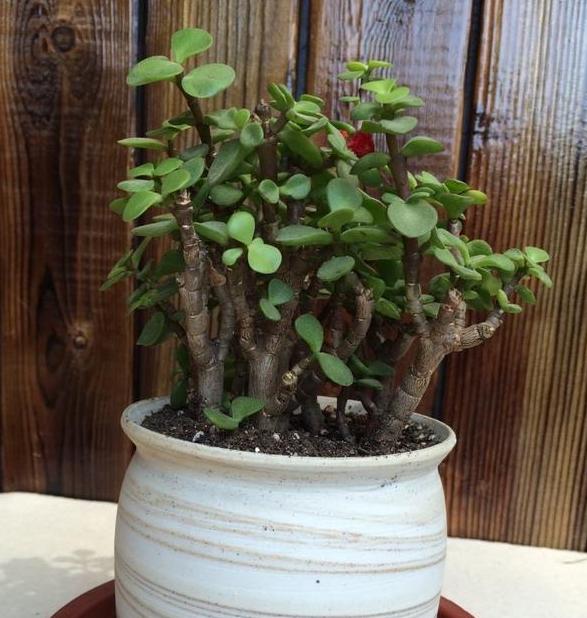 小盆栽金枝玉叶怎么养成老桩,金枝玉叶盆栽怕晒吗