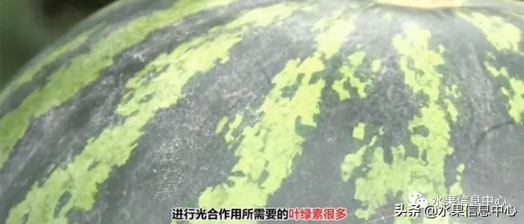 日本水果店怎么挑选,正宗日本水果店