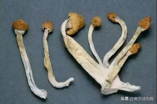 破获特大贩卖毒品案纪录片,广东省最大的合成大麻素毒品案
