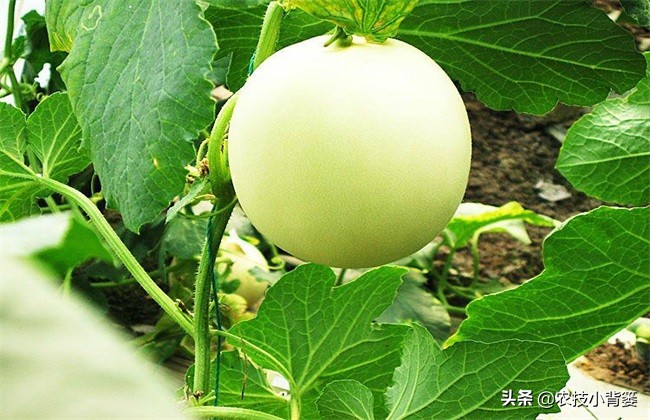 甜瓜怎样管理才高产视频,种甜瓜怎么管理才高产