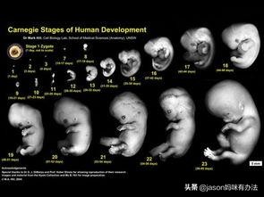 怀孕六周b超结果显示异常回声,怀孕六周b超显示胎心