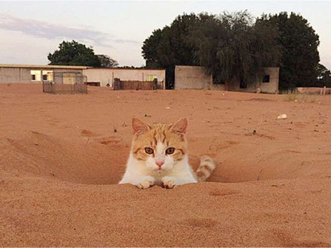 猫咪看到巨大的猫砂盆,猫咪把沙漠当猫砂盆
