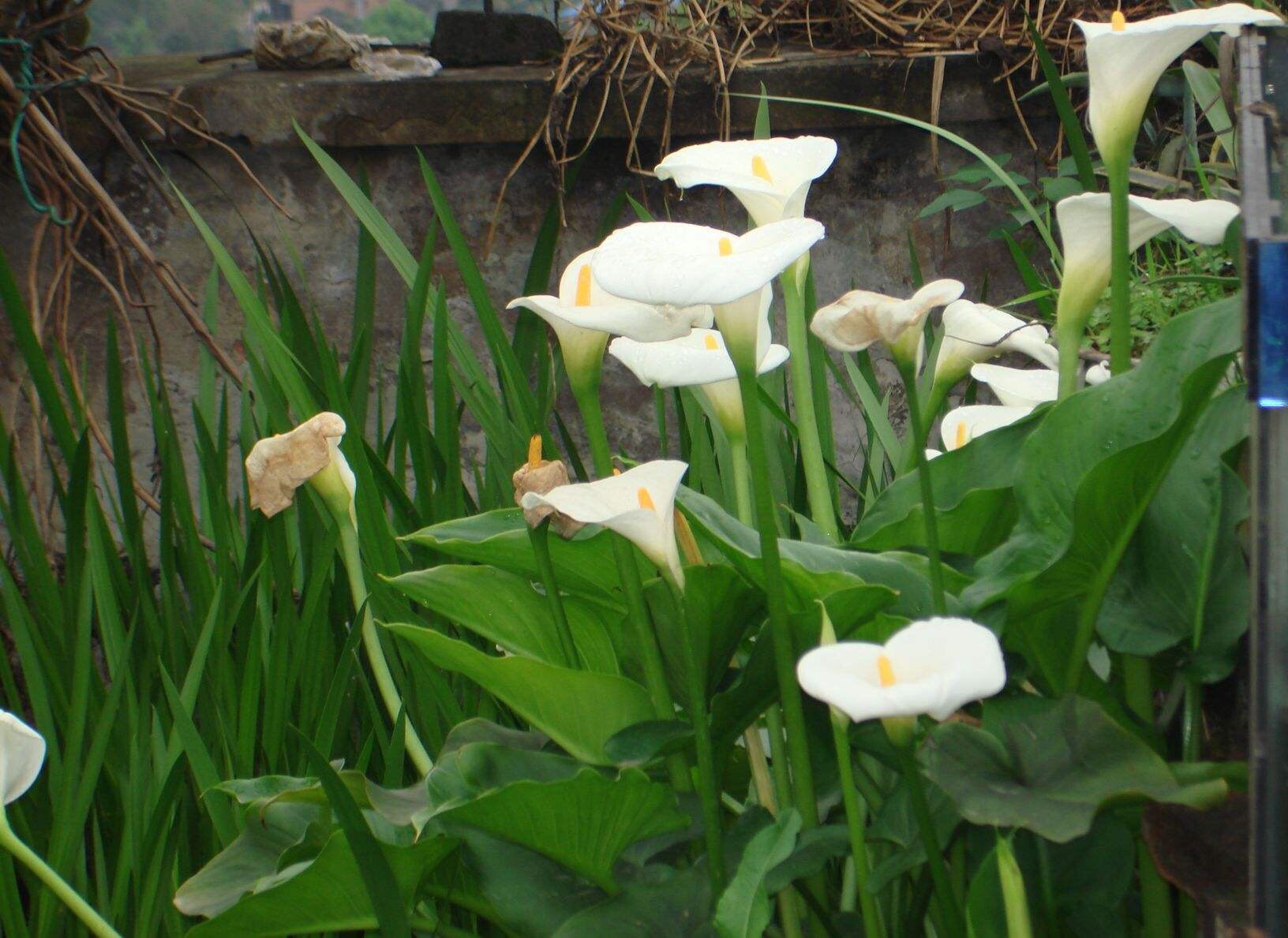 家庭阳台栽培最好的花卉,适合阳台种植的不死苗盆栽