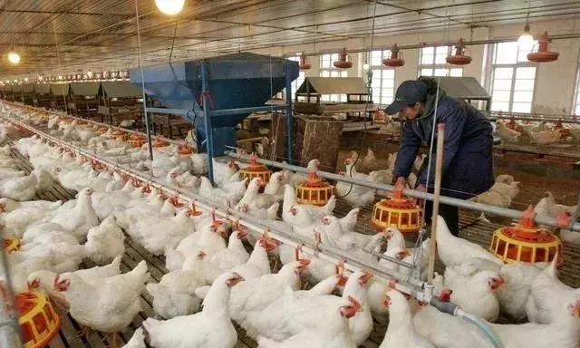 腺肌胃炎后期好治吗,腺肌胃炎最佳治疗方法