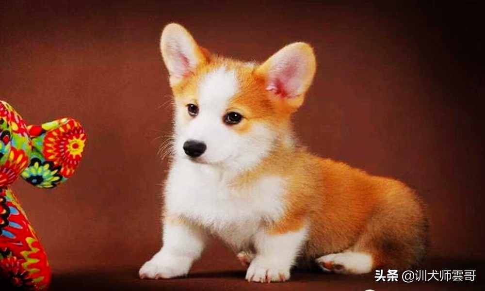 比较适合在家养的小型犬京巴狗,小型犬比较温顺好养是什么品种