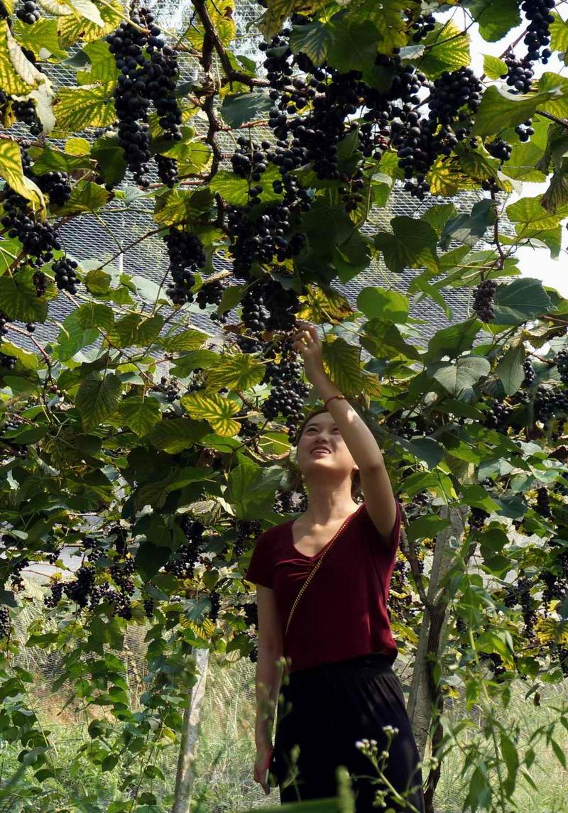 粤港澳大湾区自媒体访韶关：稻花香里说乐昌丰年