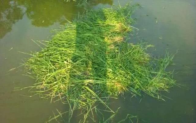 冬季大鱼进窝不咬钩怎么办,大鱼都进窝了还能钓吗