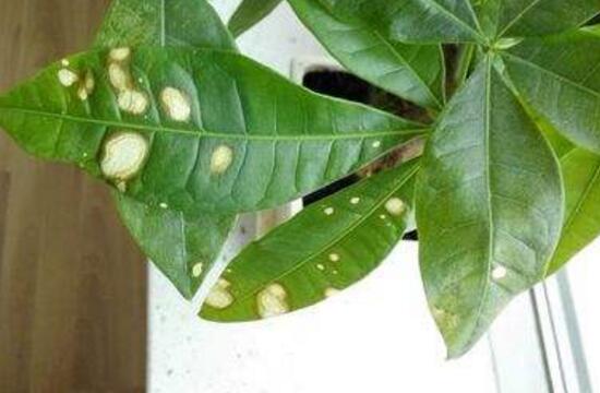 发财树叶子出现黄斑是怎么回事,发财树长黄斑叶子变黄是什么原因
