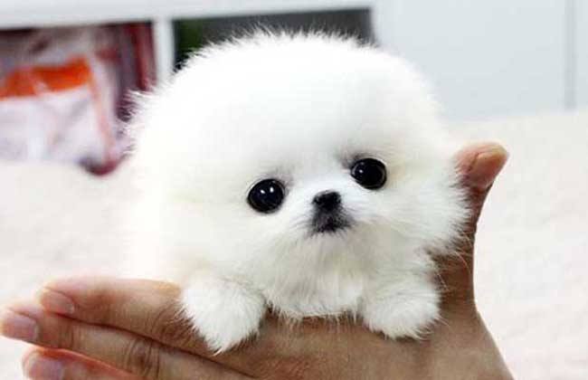 如何喂养茶杯贵宾,新手养博美茶杯犬的注意事项