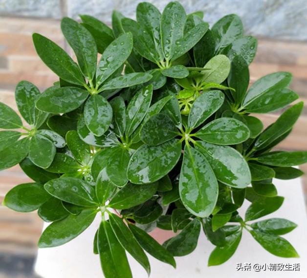 八方来财的养殖方法客厅能养不,八方来财怎么养才能枝繁叶茂