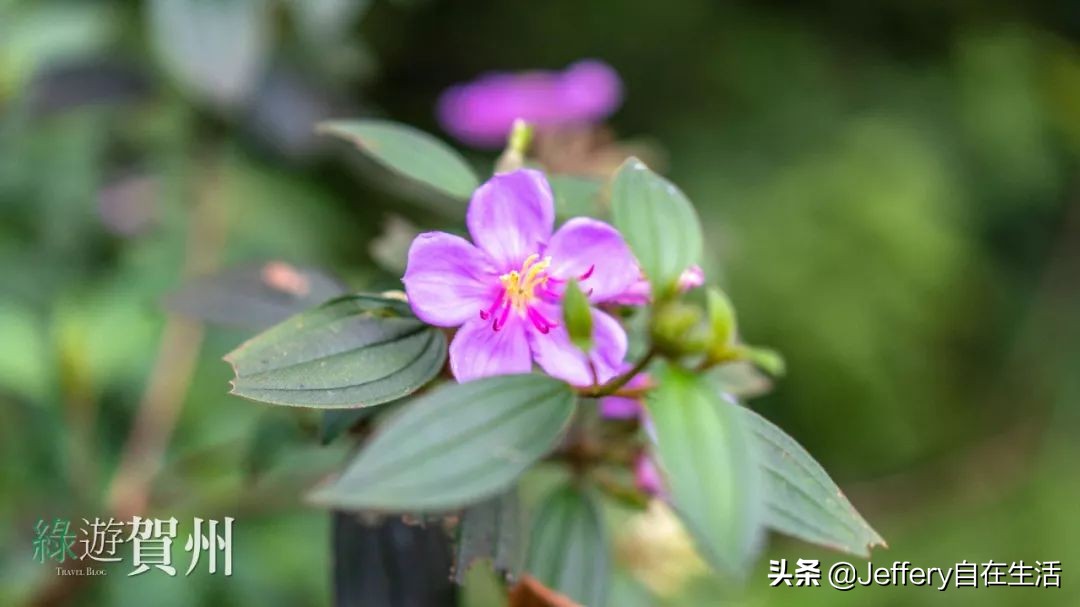 拍贺州｜莲塘镇大山深处的“一号基地”