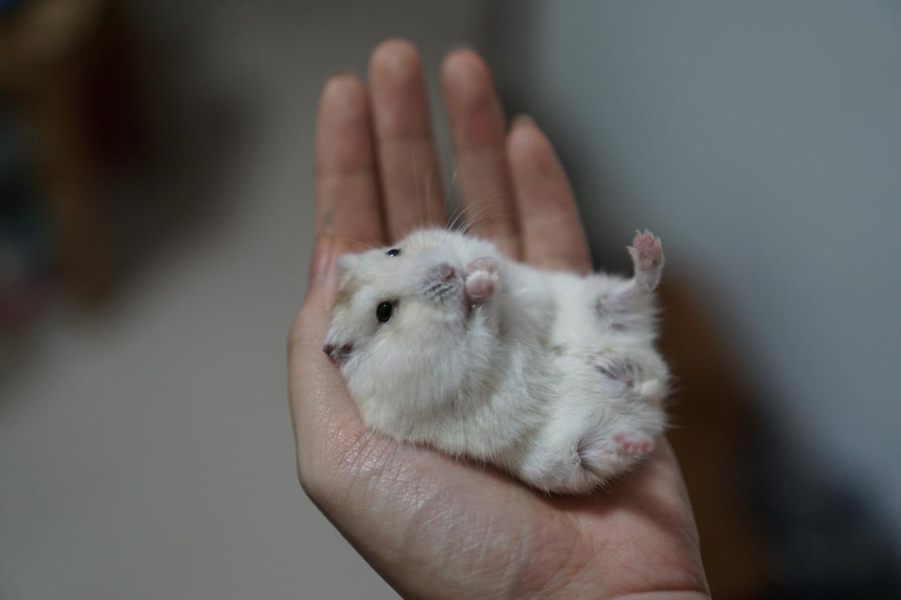 怎样的仓鼠好养又温顺可爱,什么仓鼠最温顺又可爱又好养