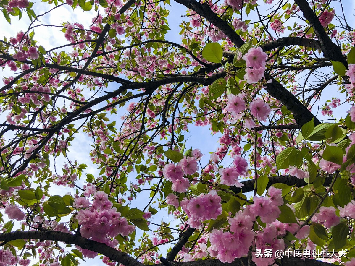 肾气不固脾虚痰湿吃什么中成药,痰湿体质怎么补肾气