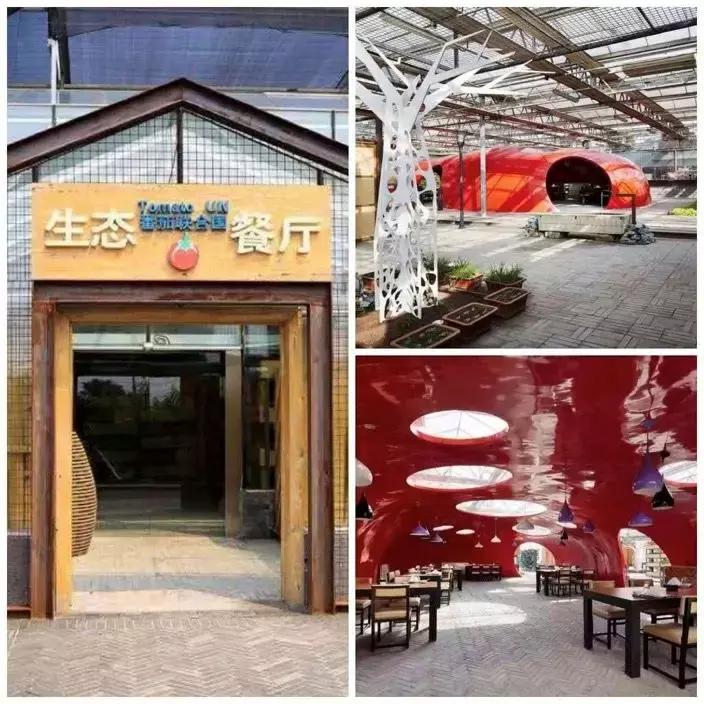 番茄如何赚钱,如何打造一个100亩盈利的农庄