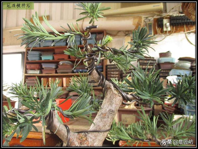 雀舌罗汉松小盆景造型,雀舌罗汉松造型制作视频