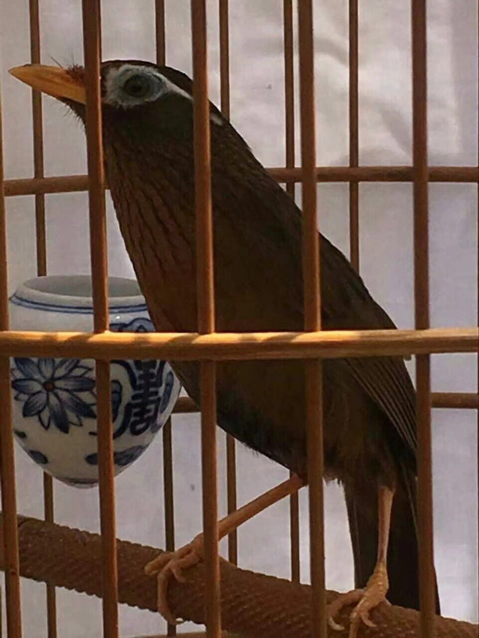 养画眉鸟最忌讳的七种情况,养画眉鸟有什么风水讲究