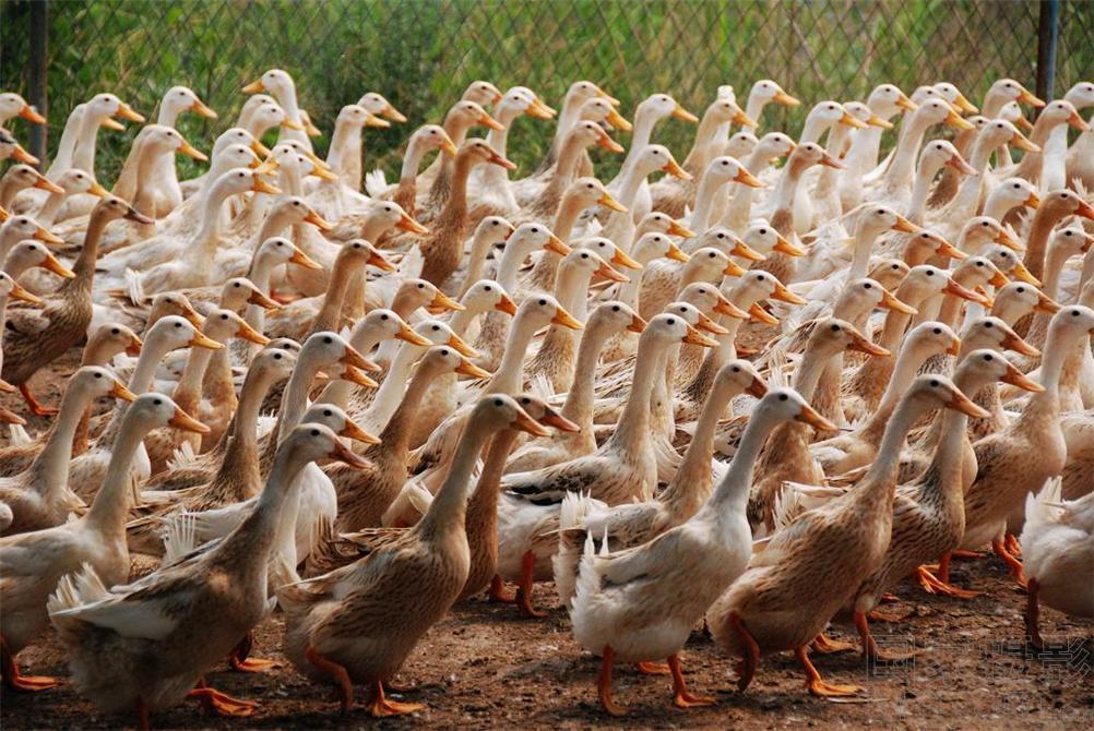 鸭病大全及治疗方法,鸭病诊疗技巧