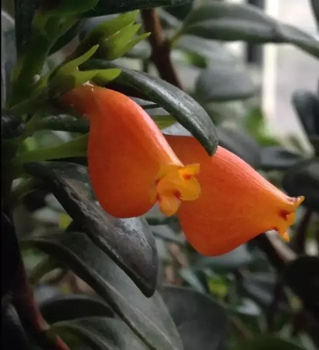 小金鱼吊兰怎么往下长,金鱼吊兰小金鱼