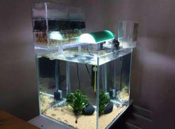 鱼缸过滤选择有哪些技巧,鱼缸底过滤什么方式最好