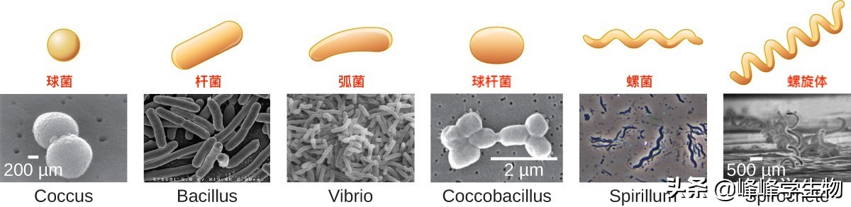 细菌是一个物种吗,细菌是一种什么的生物