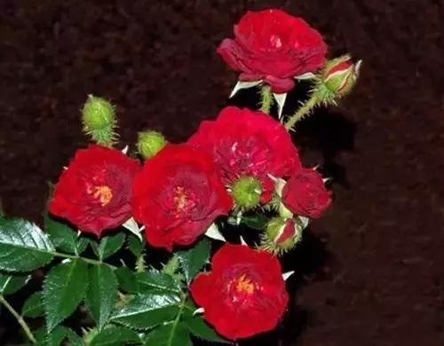 最漂亮10种微型月季,新手必入这8种月季漂亮好养