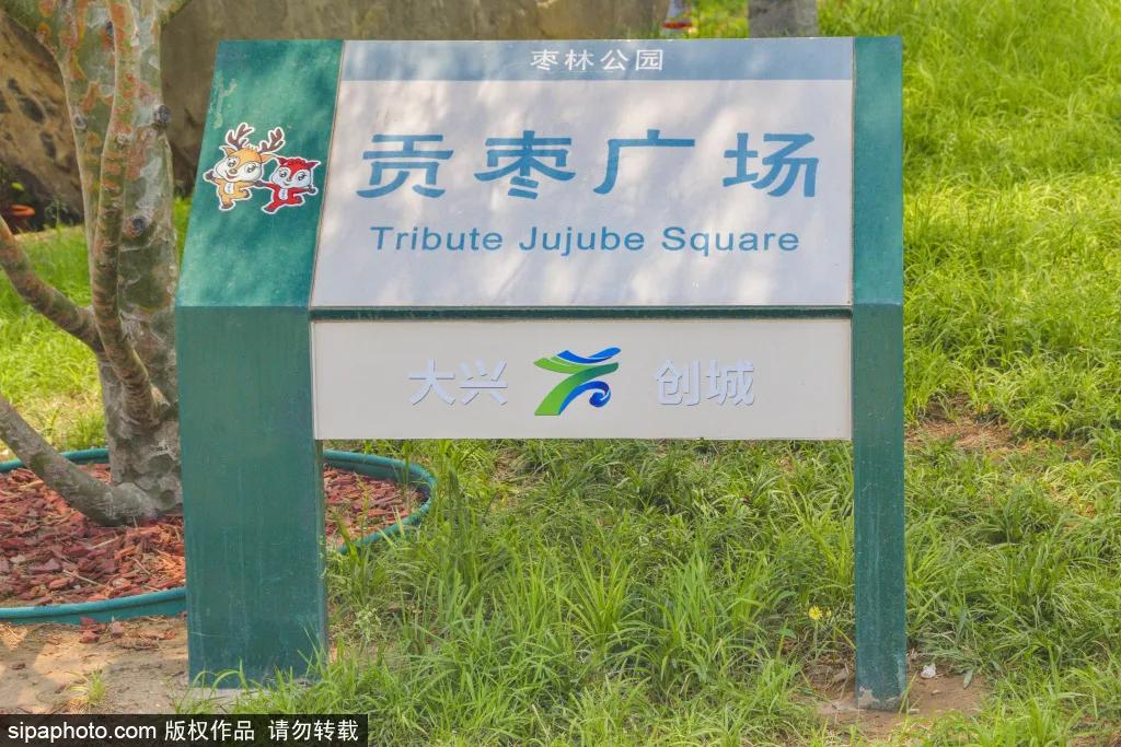 紫色花海免费版,紫色花海免费