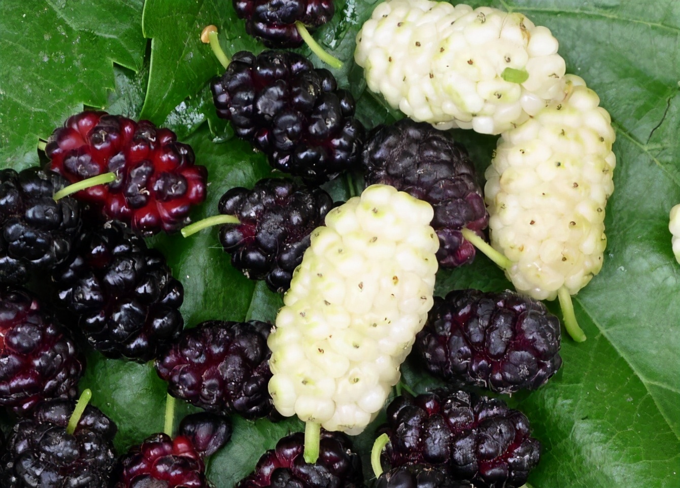 桑葚是一味药食两用的滋补佳品,药食两用桑葚