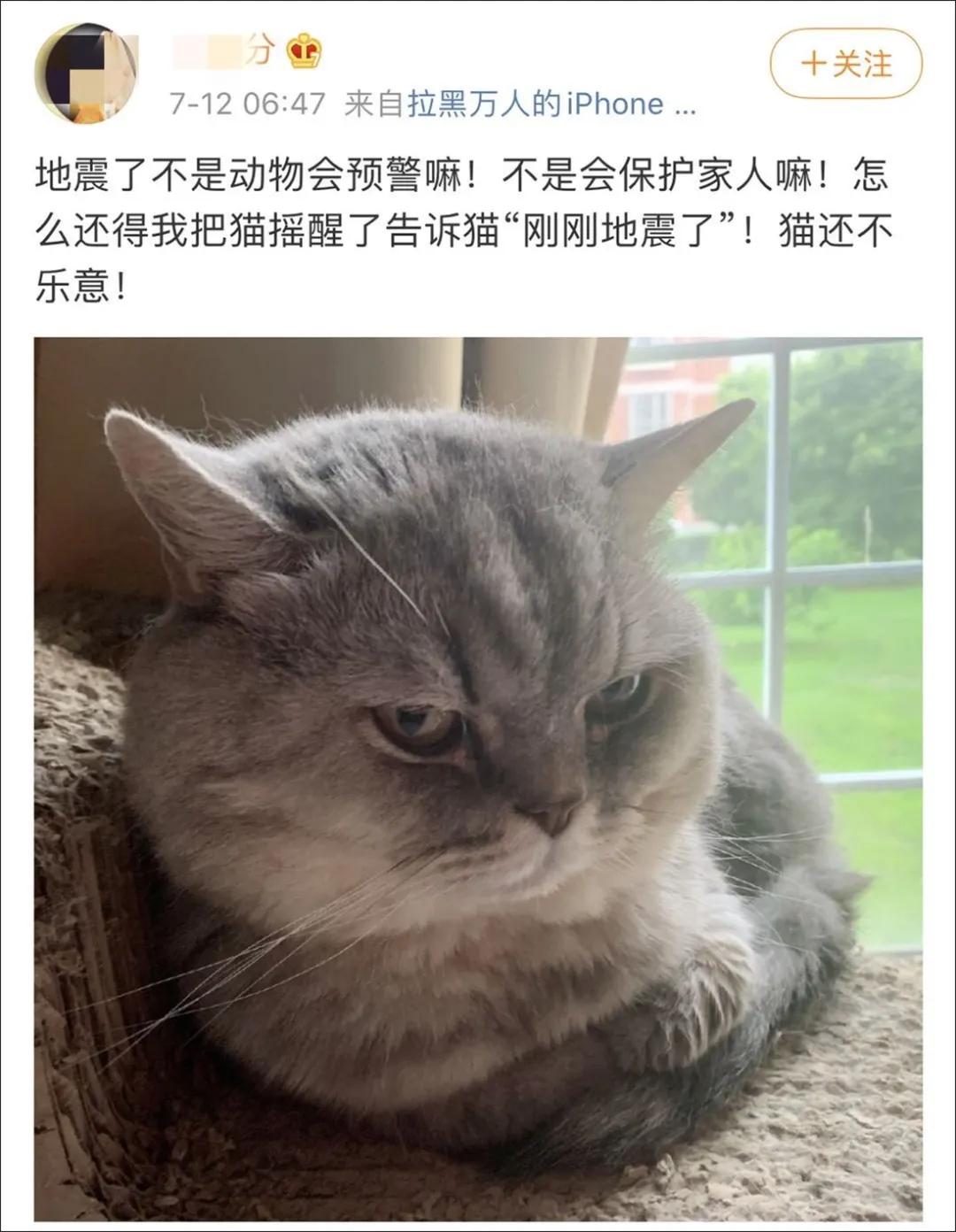 猫地震的时候没有反应,地震了猫会有反应吗