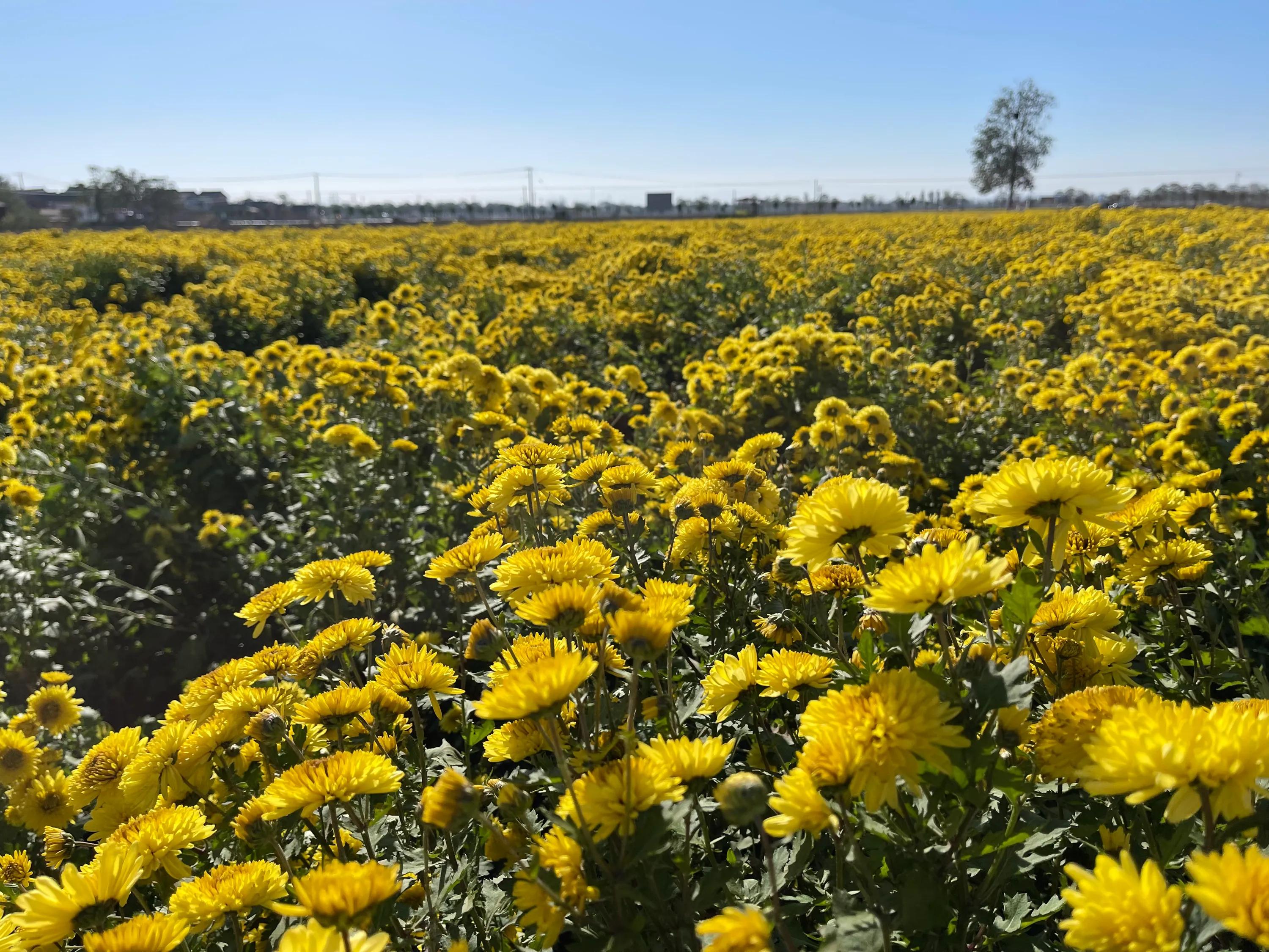 农业新品种新技术推广的意义,新型农业防病虫害技术